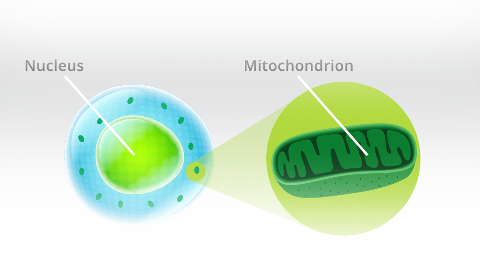 PHOTONS ARE ABSORBED